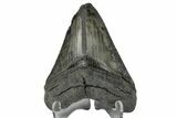 Serrated, Juvenile Megalodon Tooth - South Carolina #172102-1
